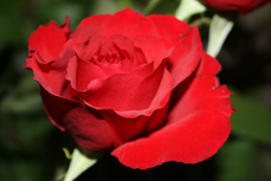 Doneer een roos voor Valentijnsdag
